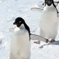 JpegNoise_for_AviUtl2
